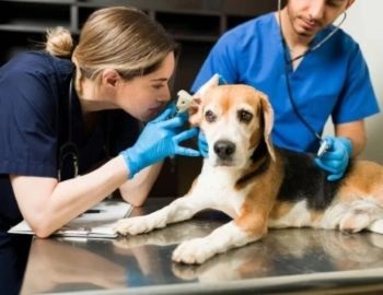 estudia veterinaria
