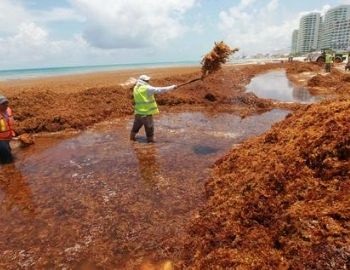 sargazo problema ambiental
