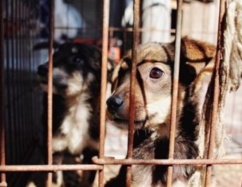 maltrato animal, reflejo de la violencia social