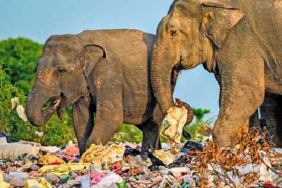 animales entre la gran cantidad de pl�stico