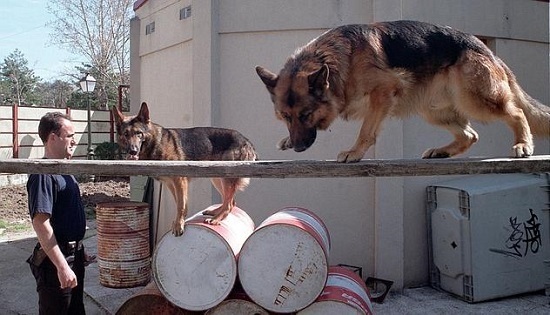 selecci�n de perros policia y de rescate